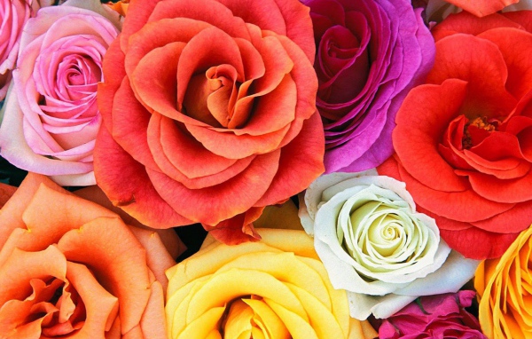Разноцветные розы