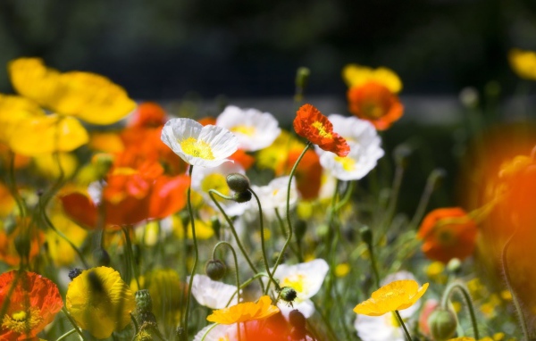 Разноцветное Маковое поле