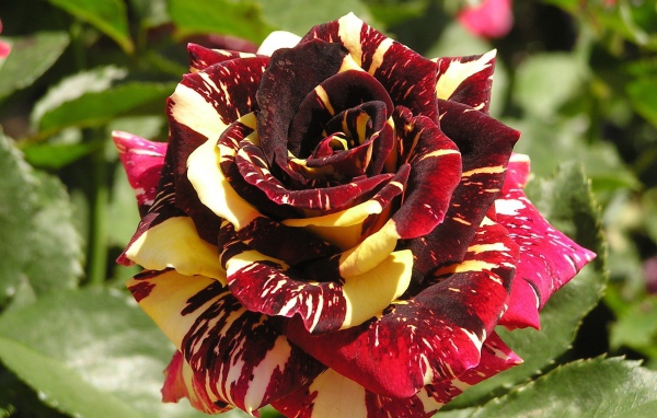 Coloured rose