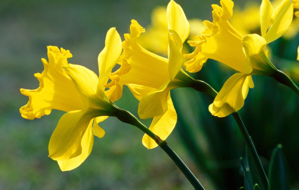 Нарциссы, цветы