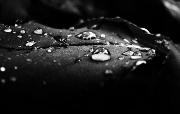 Роса на лепестке