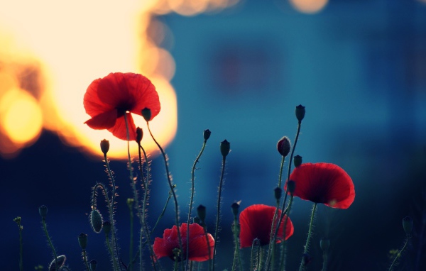 Вечерние маки