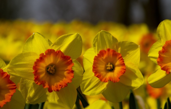 Поле желтых цветов