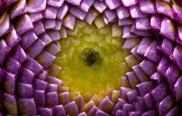 Цветок георгины