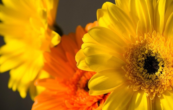 Цветок Гербера желтая