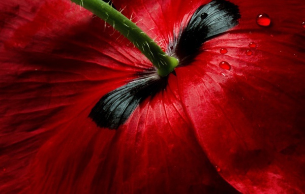 Цветок вид сзади