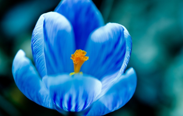 Цветок с голубыми лепестками