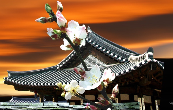 Цветы Японии