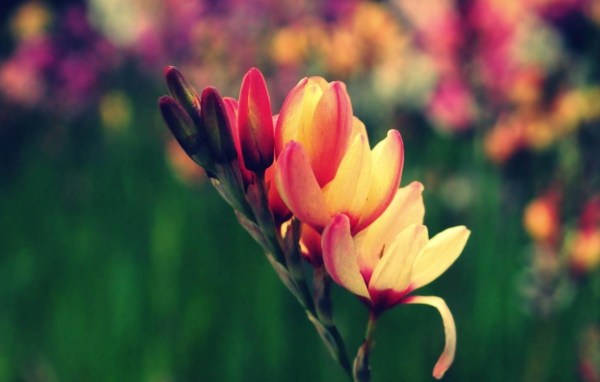 Цветы в саду