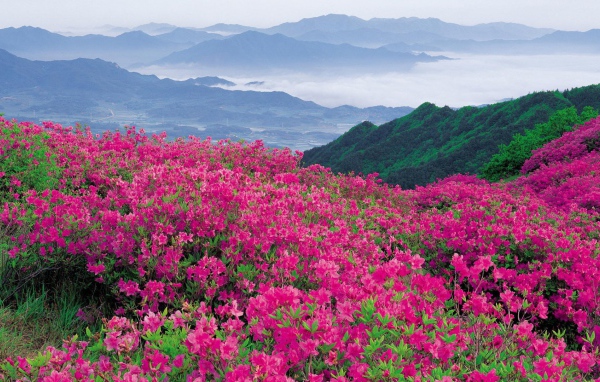 Цветы в горах