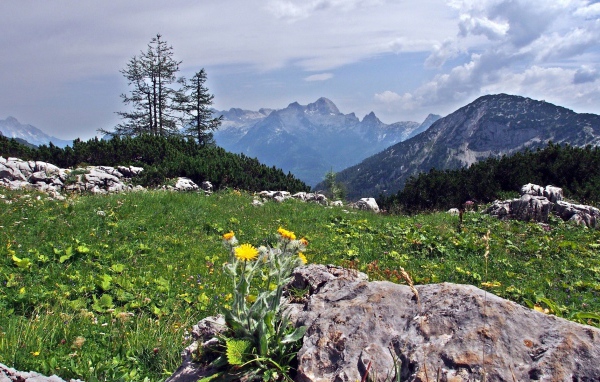 Цветы на камнях