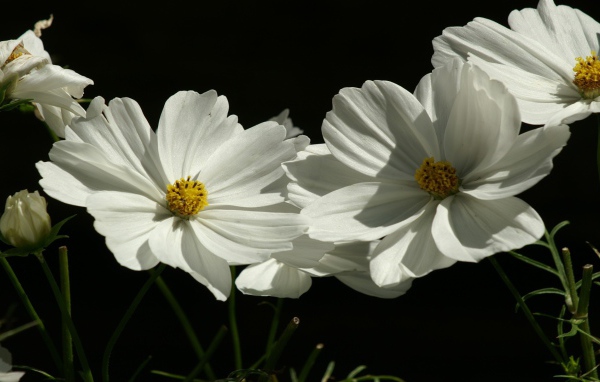 Цветы растения белые