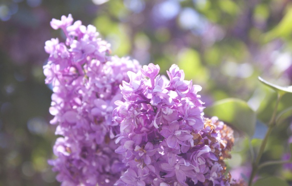 Нежная сирень