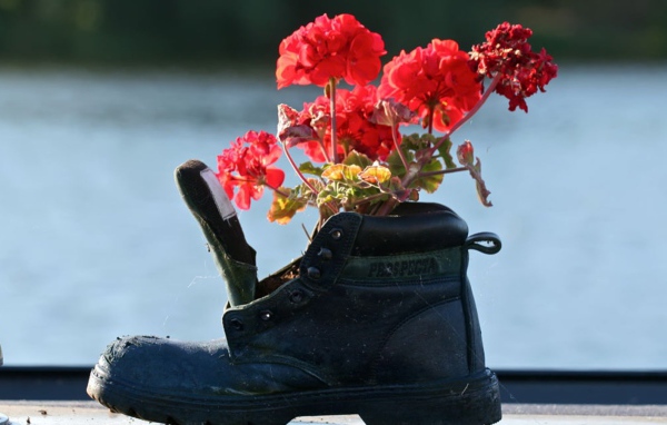 Герань в старом сапоге