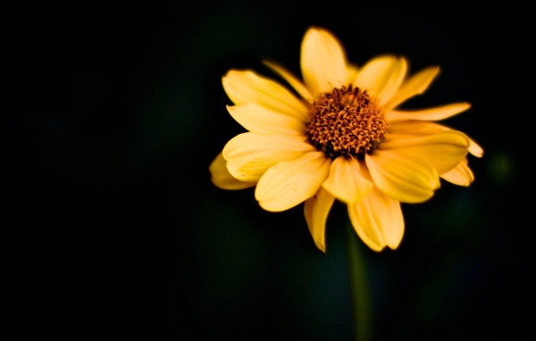 Японский цветок