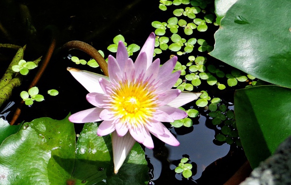  Сиреневая Лилия в воде