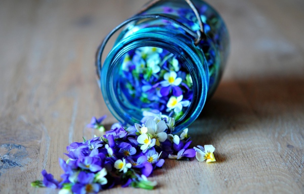 Лепестки синих цветов