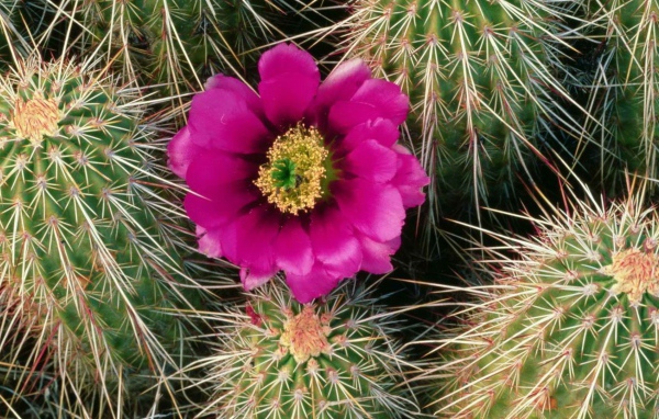Один Розовый цветок кактуса