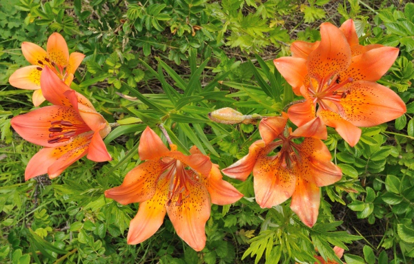 Оранжевые цветы и зелень