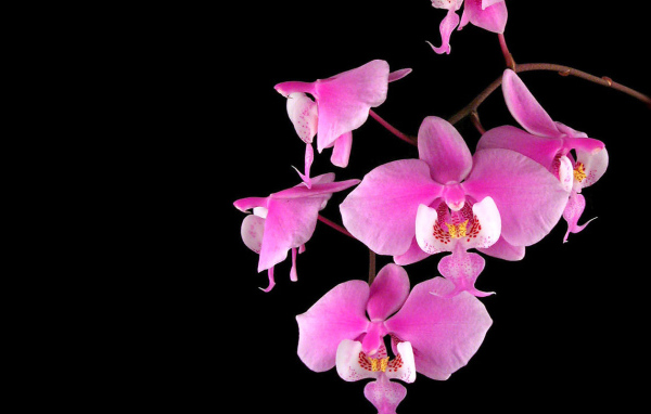 Орхидеи на черном фоне