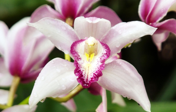 Орхидеи с каплями росы