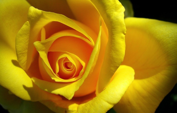 Оригинальная Желтая роза