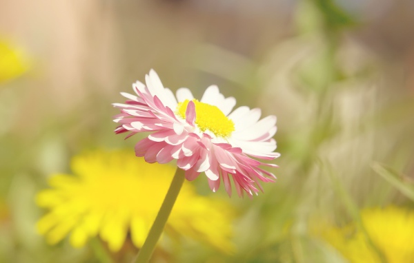 Бледная ромашка