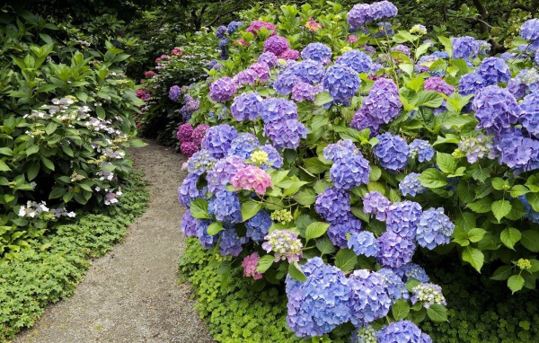 Тропинка среди цветов