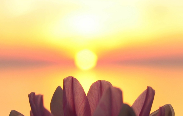 Лепестки на фоне солнца