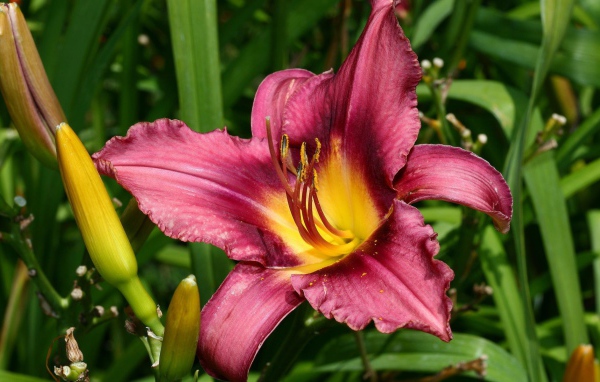 Розовая лилия