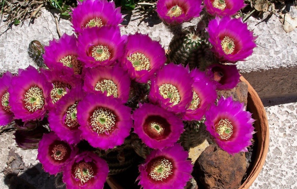 Pink flower of the cactus