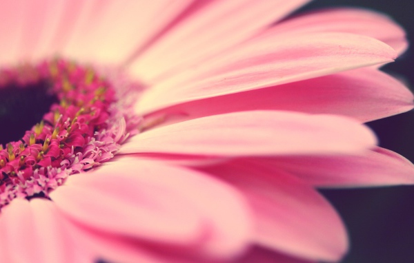 Лепестки розового цветка