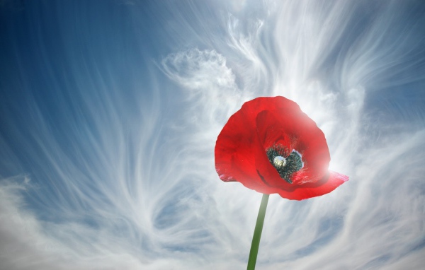 Мак и голубое небо