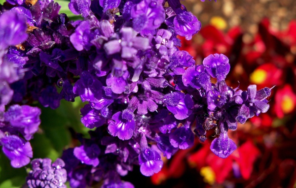 Фиолетовые цветы в саду