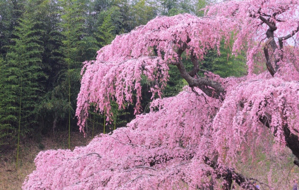 Бурное цветение весной