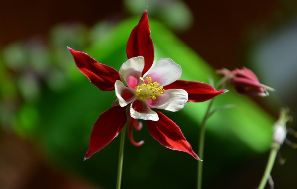 Красно белый цветок