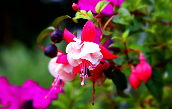 Красно-белые цветы