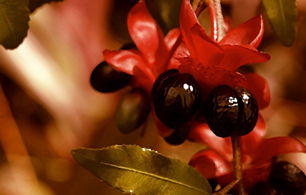 Красно черные цветы