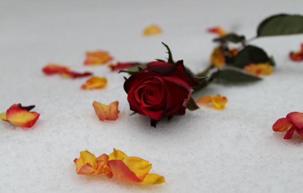 Красная роза на снегу