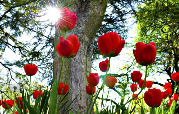 Красные тюльпаны под солнцем