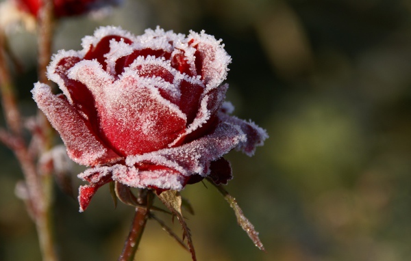 Роза в снегу