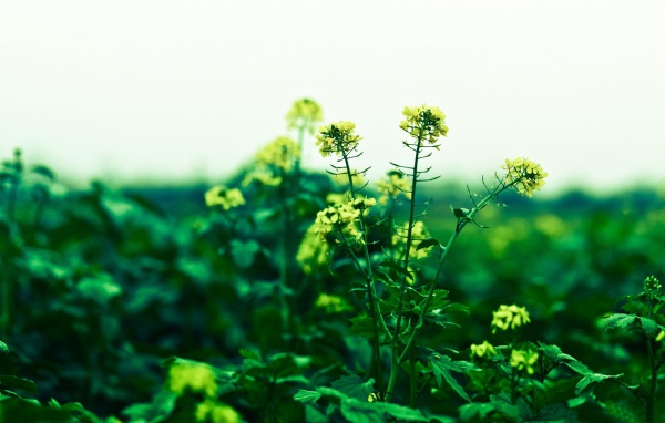 Маленькие желтые цветы