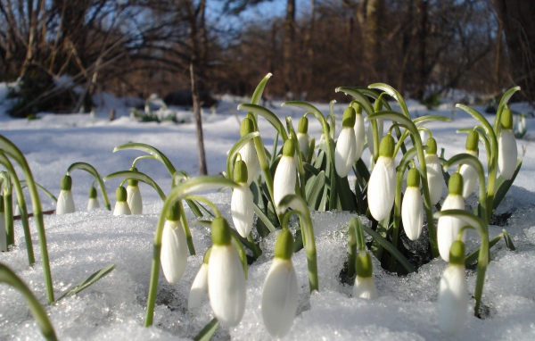 Подснежники в лесу