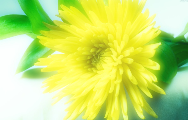 Солнечный цветок распустился