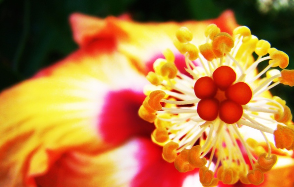 Пестик с тычинками