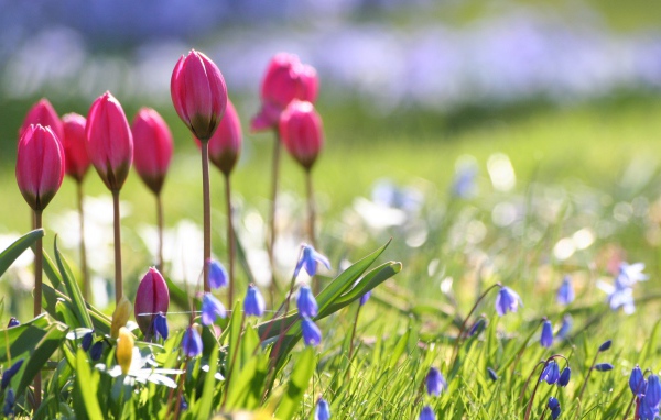 Бутоны тюльпанов