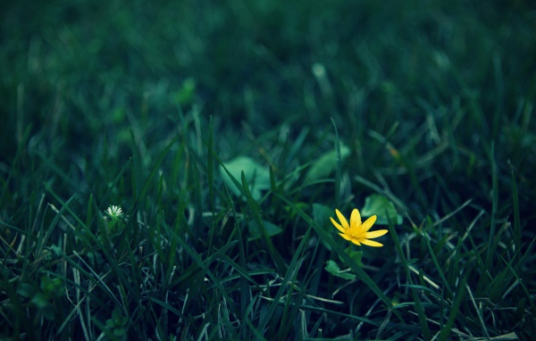 Одинокий желтый цветок