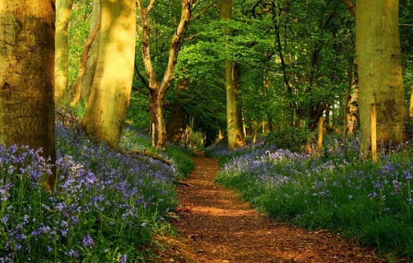 Дорожка среди цветов