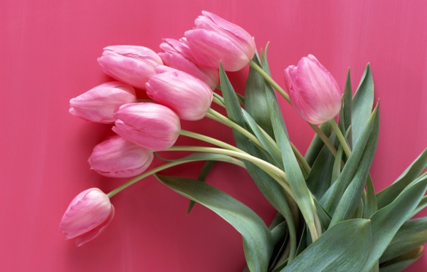 Тюльпаны на розовом фоне