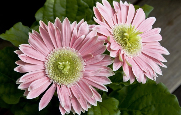 Два больших розовых цветка